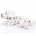 Mike - plüss dalmata