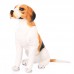 Iwan - plüss beagle
